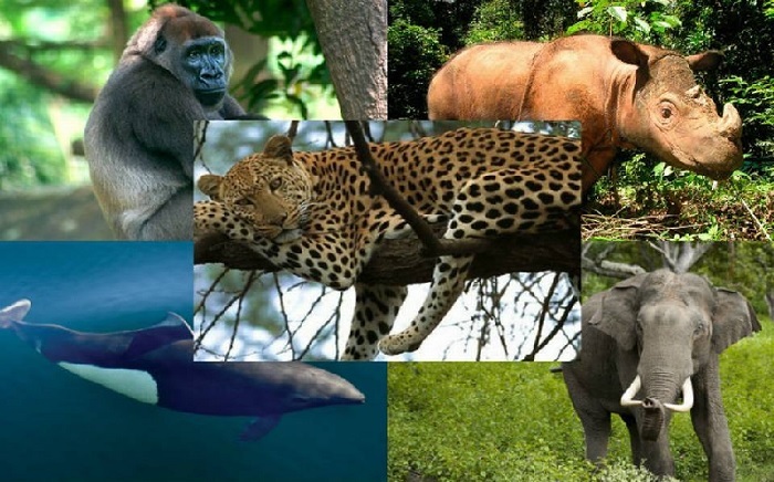 Biodiversidad en riesgo